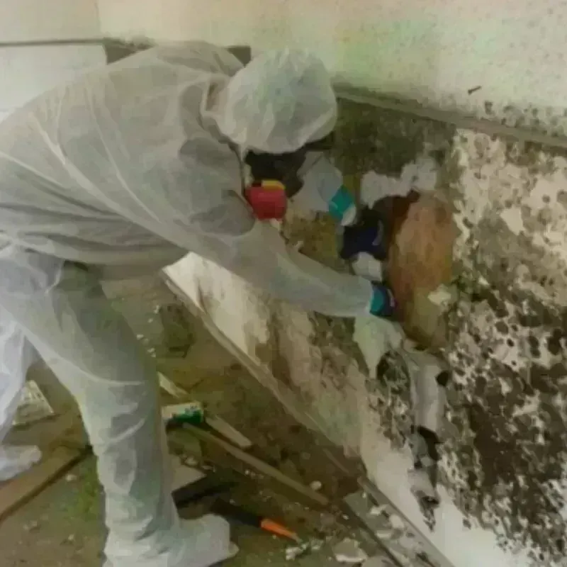 Mold Remediation and Removal in City of Charlottesville, VA